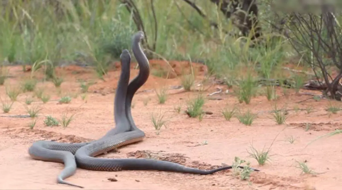 how do snakes mate