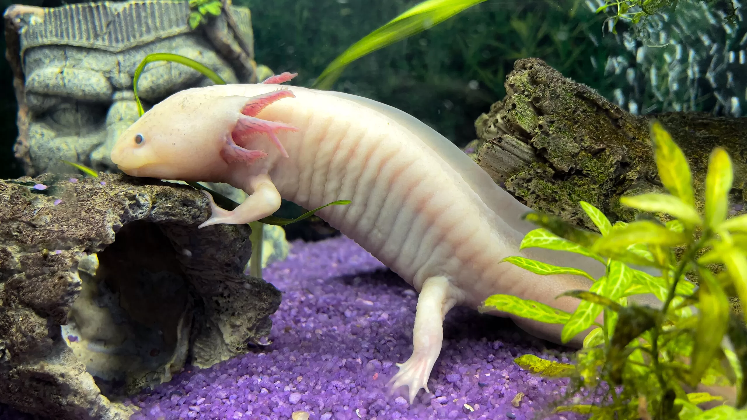 How long do Axolotls live? Axolotl lifespan