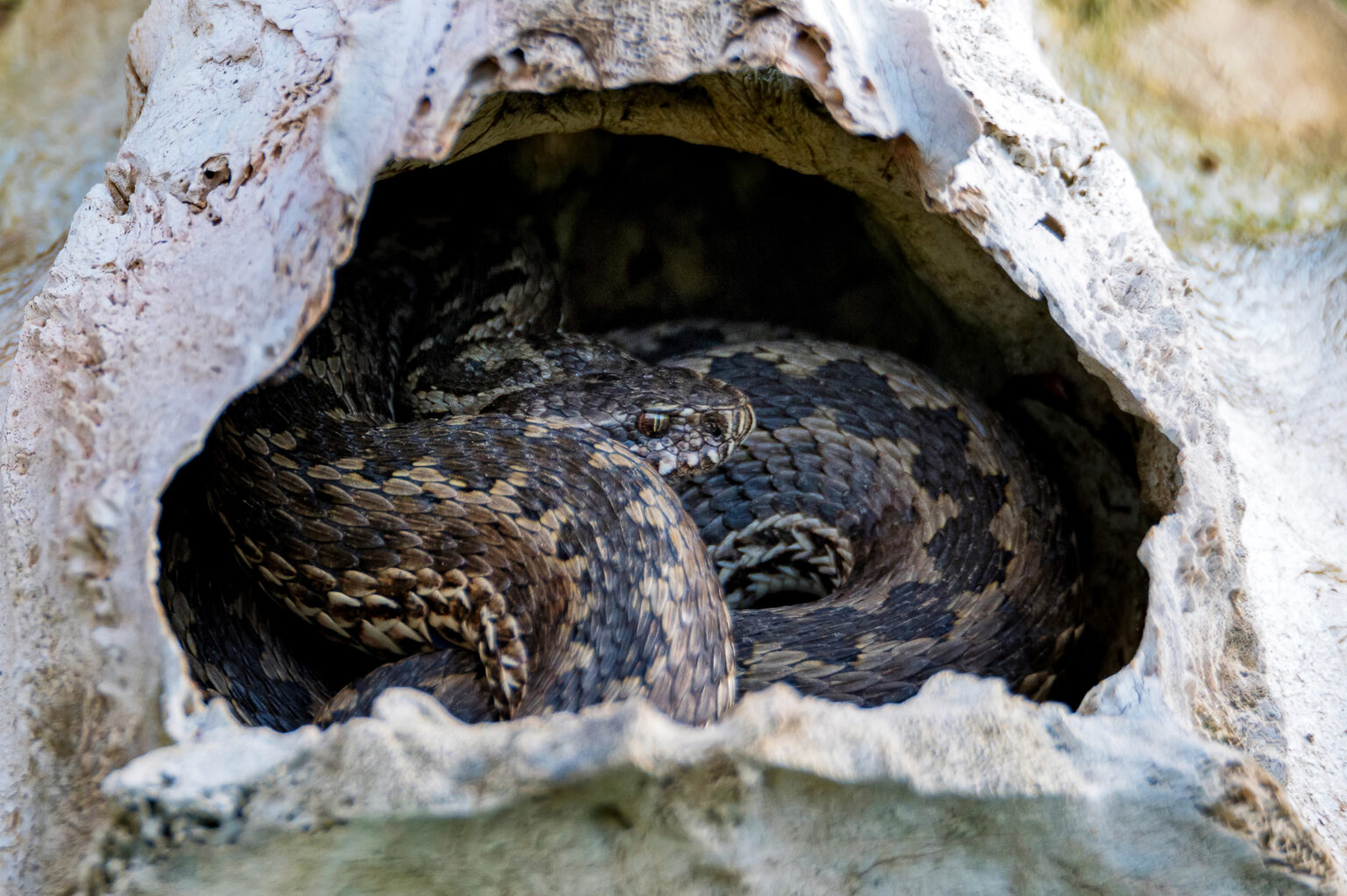 Understanding Snakes' Hibernation: How And Why Do Snakes Hibernate ...