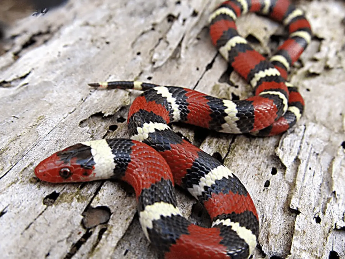 Are kingsnakes poisonous