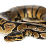 Ball Pythons can live up to 30 years in captivity