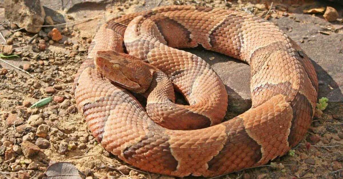how to get rid of copperhead snakes