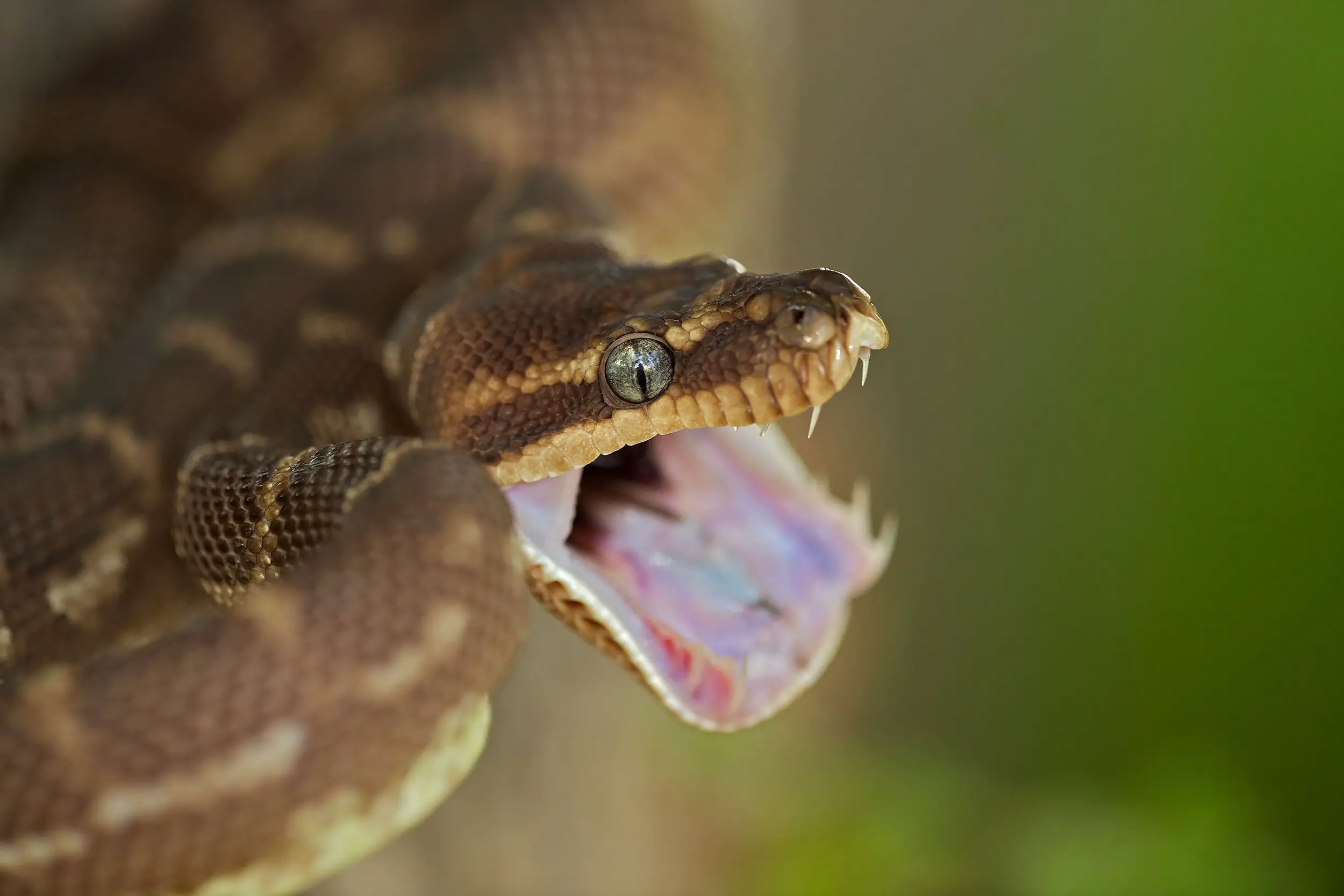 do snakes have teeth