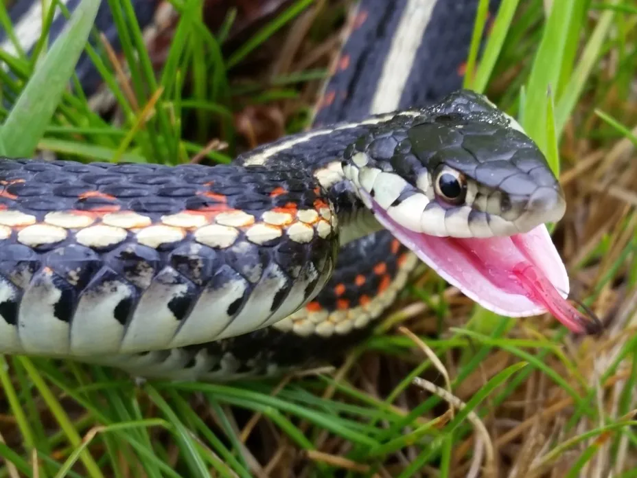 are garter snakes poisonous
