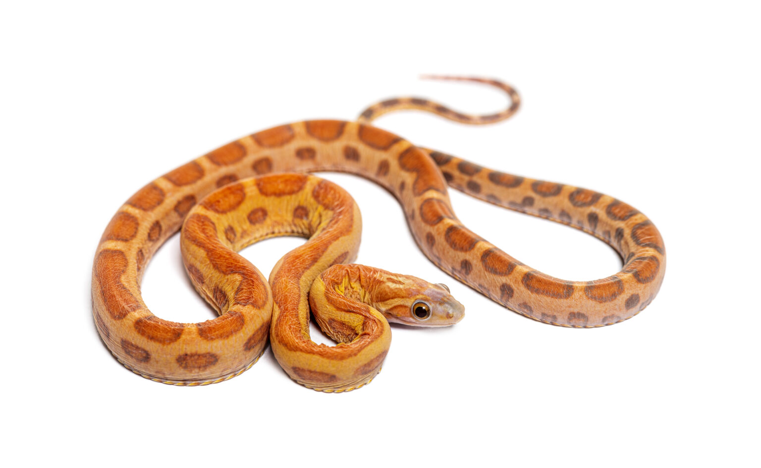 How Big Do Corn Snakes Get? A Guide To Their Size And Growth - Exotic ...