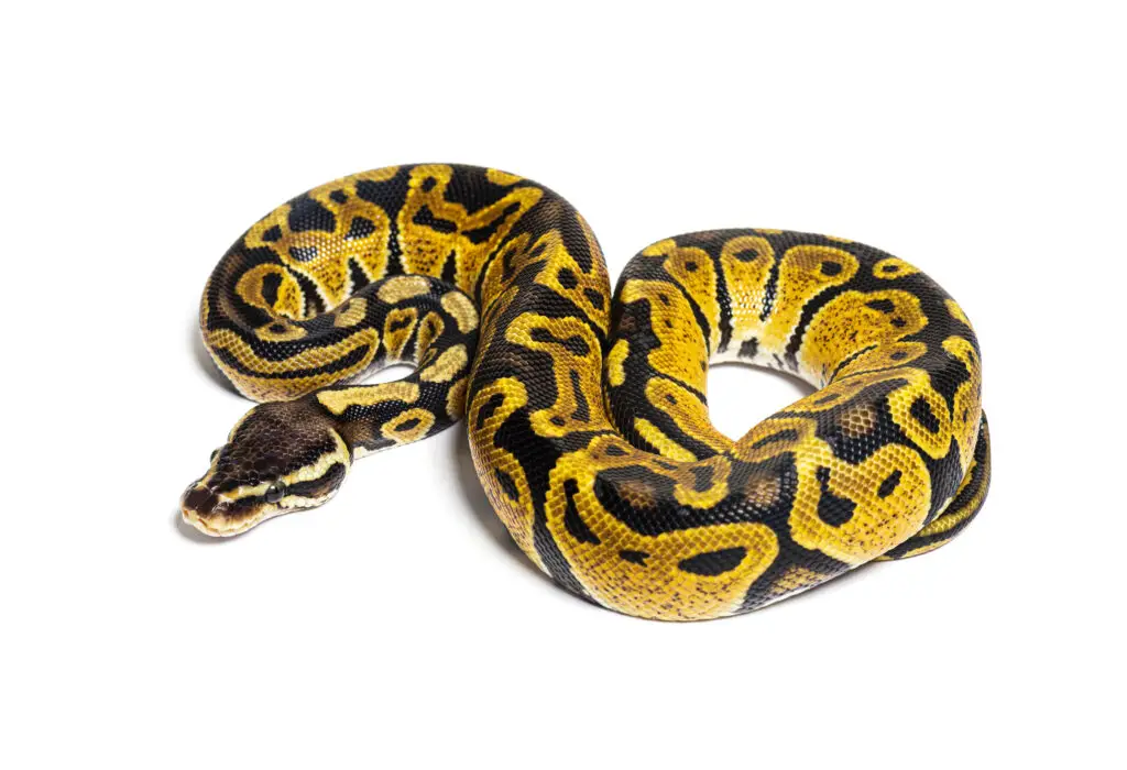 how-big-do-ball-pythons-really-get-understanding-their-size-and-growth