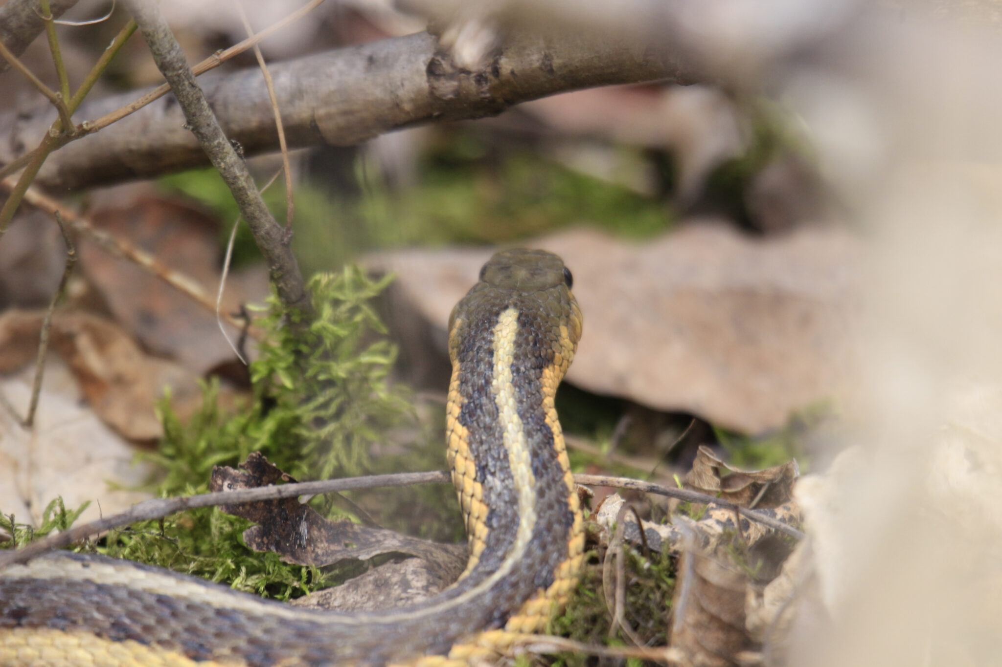 What Do Garter Snakes Eat? Understanding The Diet Of These Fascinating 